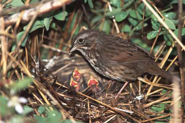 Song Sparrow nest photo